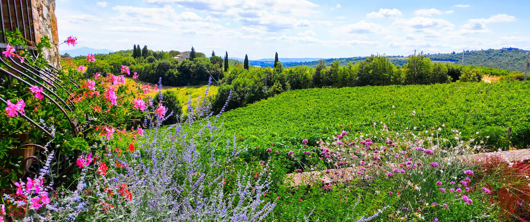 View on Chianti vineyards - Chianti Siena Tuscany villas apartments