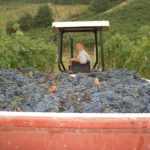 Borgo Argenina :: La Vendemmia & Grape Harvest in Chianti Classico