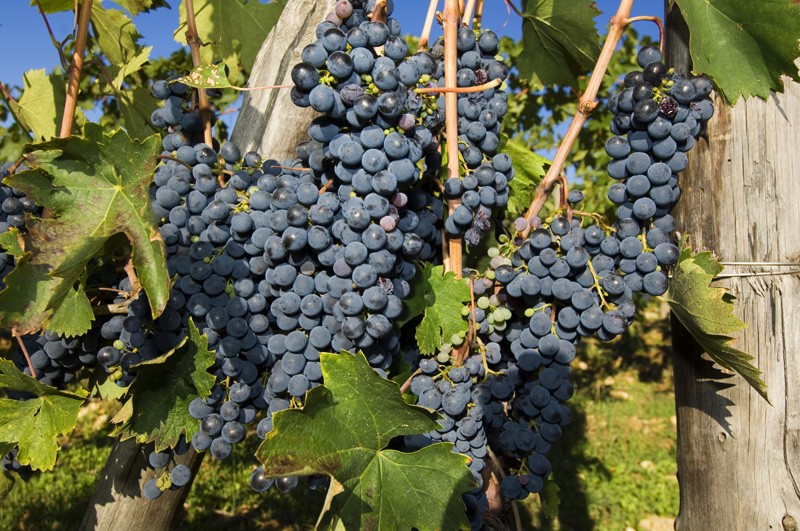 Borgo Argenina :: Tuscany Grape Harvest
